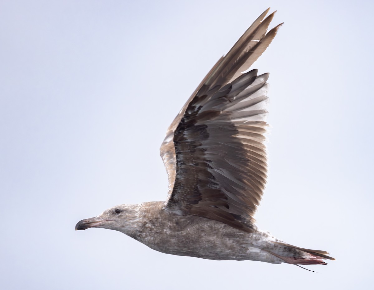 Western Gull - ML620318970