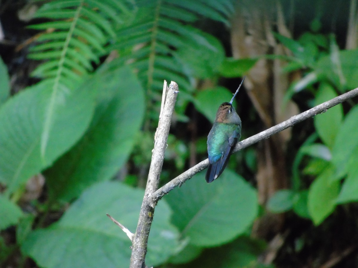 Green-fronted Lancebill - ML620318982