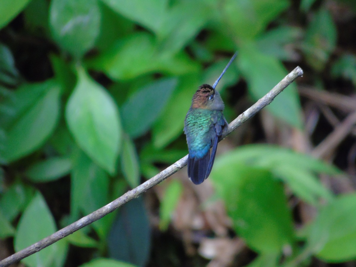 Green-fronted Lancebill - ML620318983