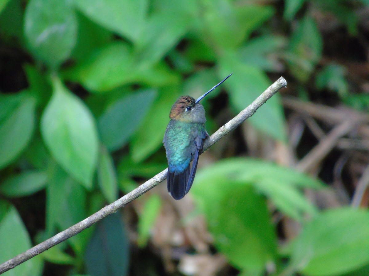 Colibrí Picolanza Mayor - ML620318984