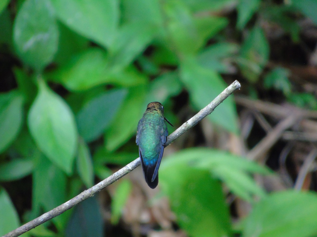 kolibřík zelenočelý - ML620318987
