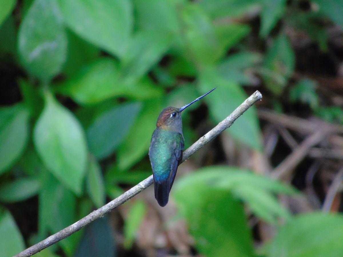 Green-fronted Lancebill - ML620318988