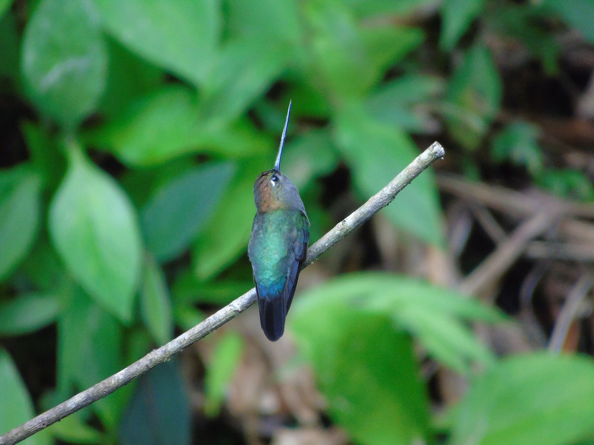 Green-fronted Lancebill - ML620318989