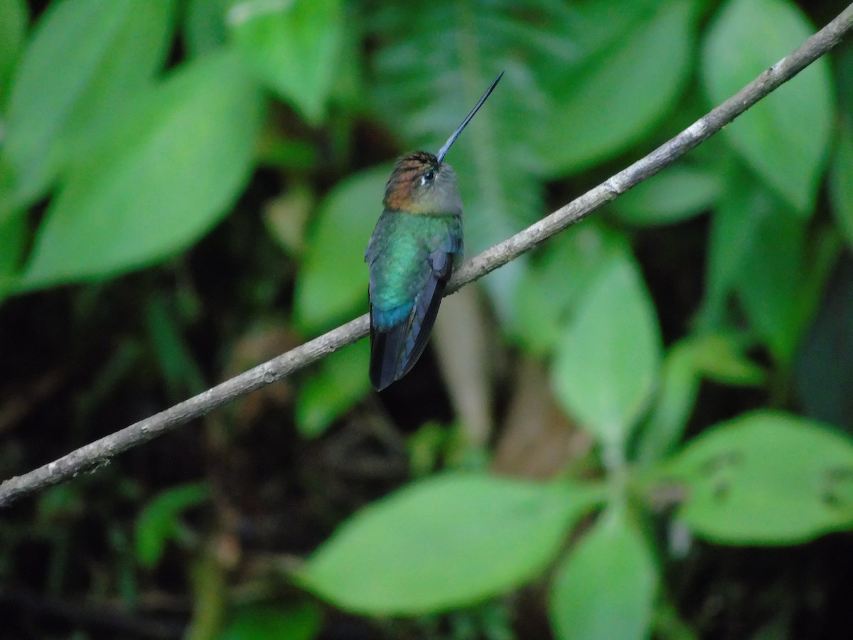 kolibřík zelenočelý - ML620318990