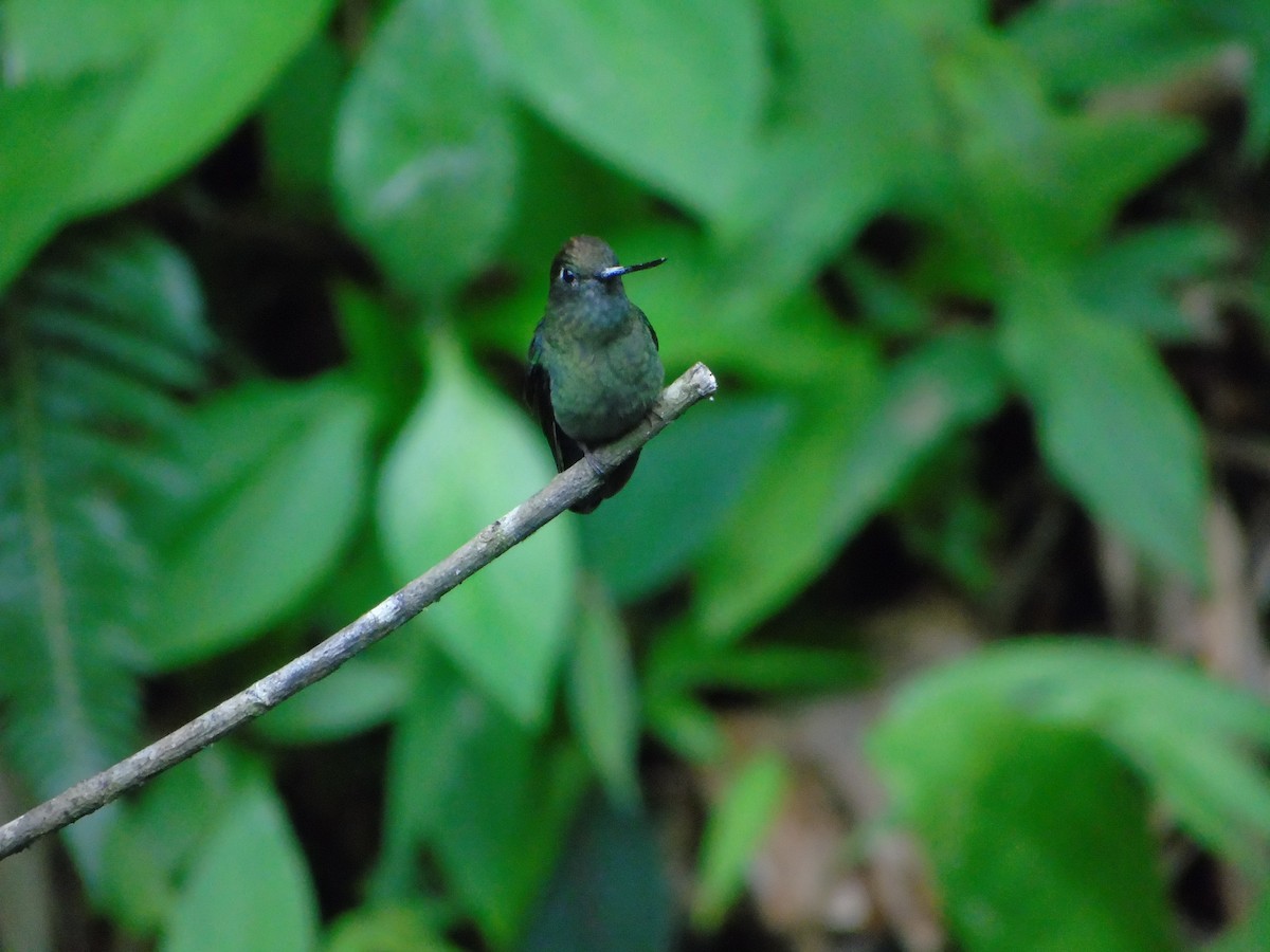kolibřík zelenočelý - ML620318991