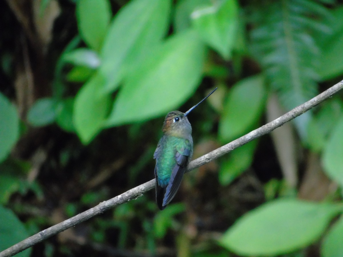 kolibřík zelenočelý - ML620318993