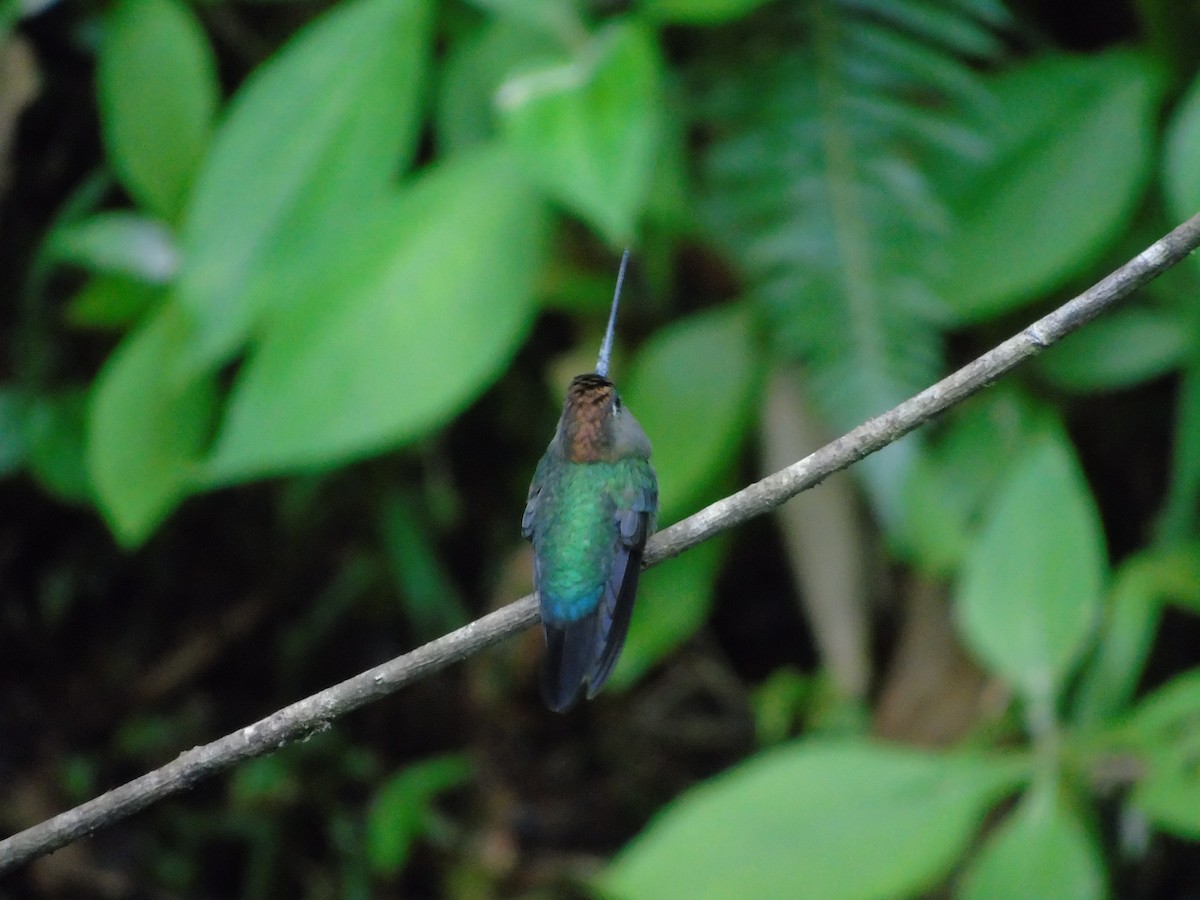 kolibřík zelenočelý - ML620318994