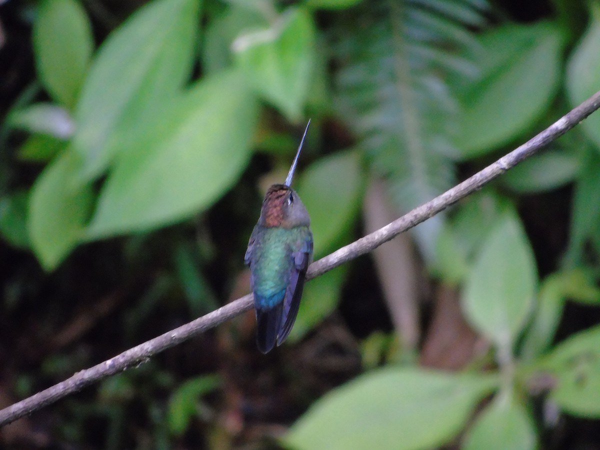 kolibřík zelenočelý - ML620318996