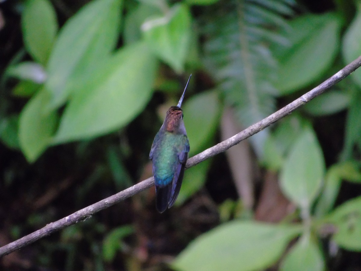 kolibřík zelenočelý - ML620318997