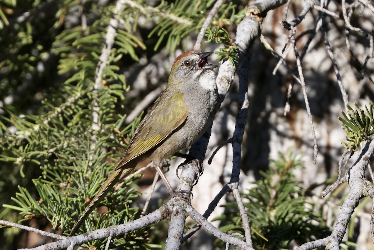 Green-tailed Towhee - ML620318999