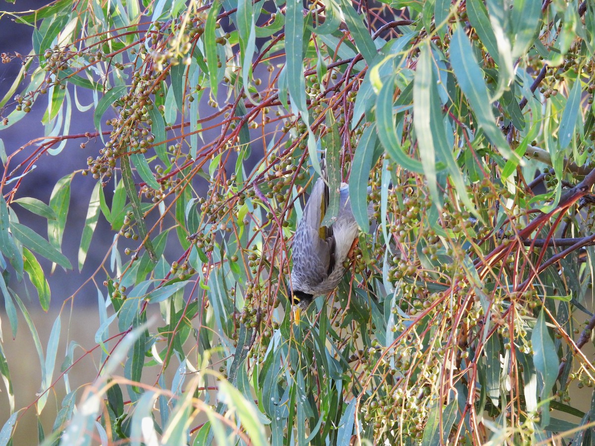 Noisy Miner - ML620319001