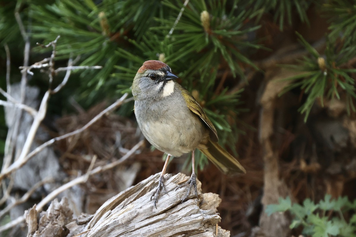 Green-tailed Towhee - ML620319003