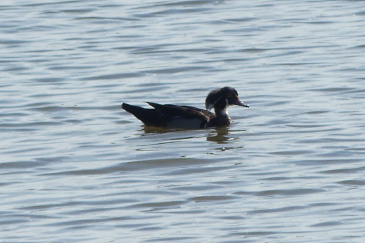 Wood Duck - ML620319007