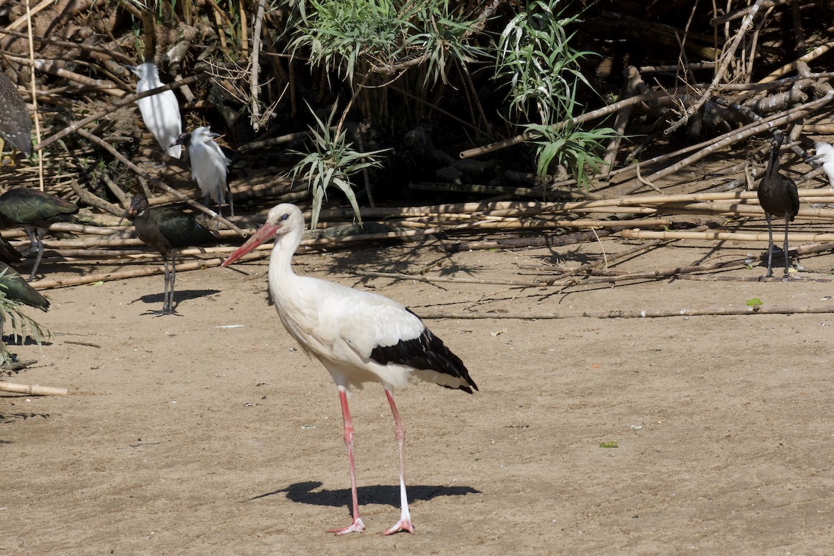 White Stork - ML620319016