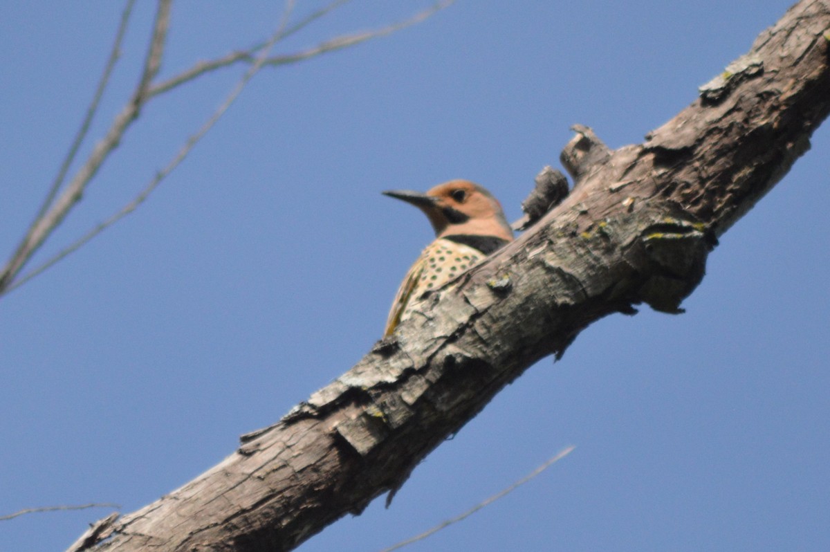 Northern Flicker - ML620319017