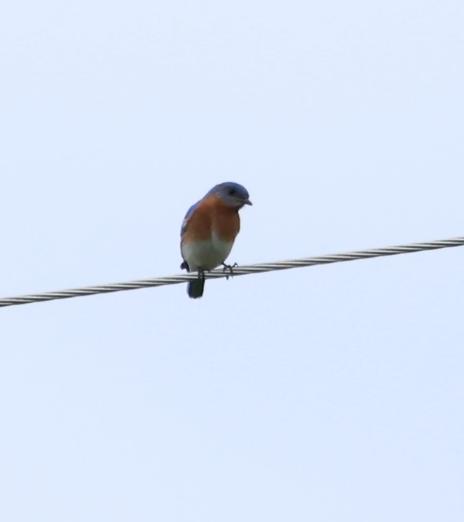 Eastern Bluebird - ML620319019