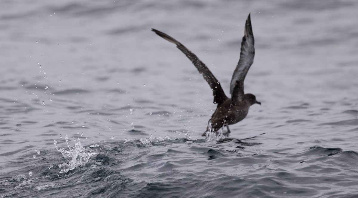 Sooty Shearwater - ML620319028