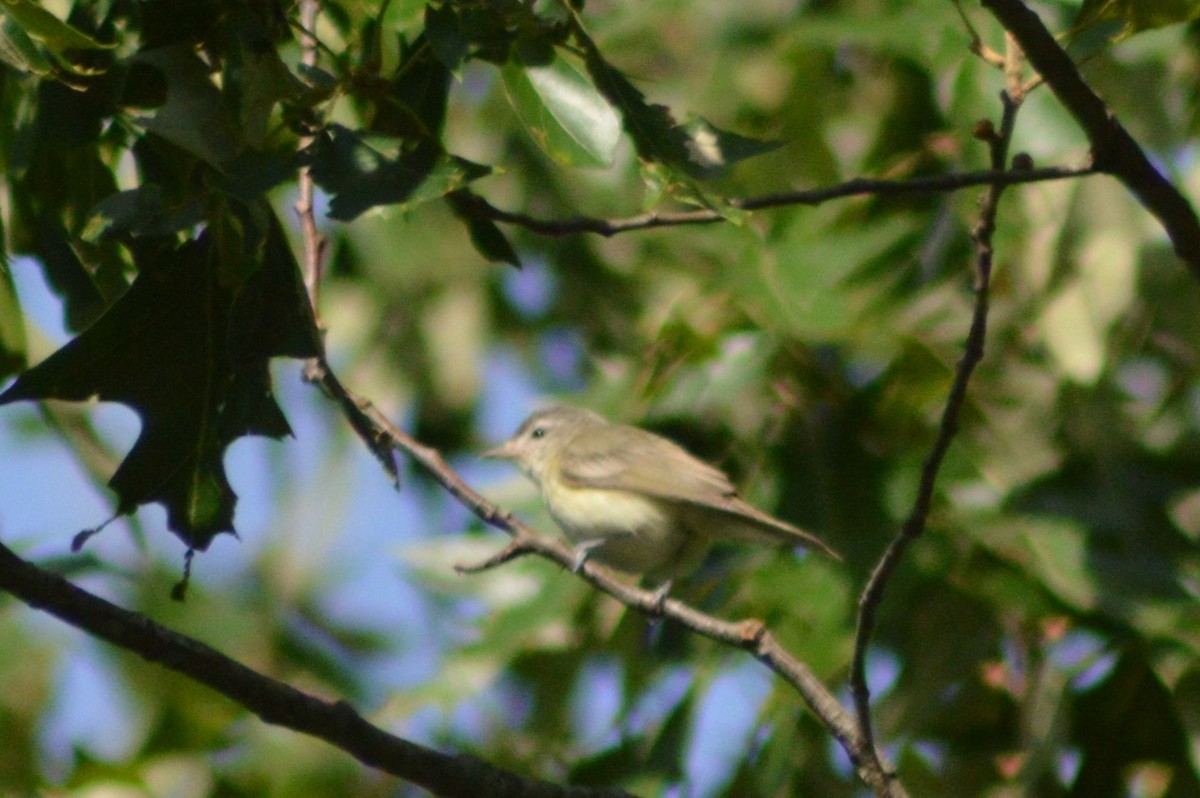 Sängervireo - ML620319029