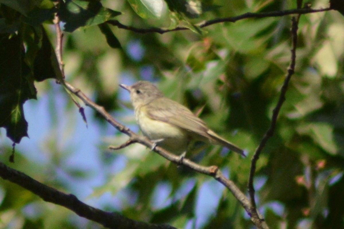 Sängervireo - ML620319030