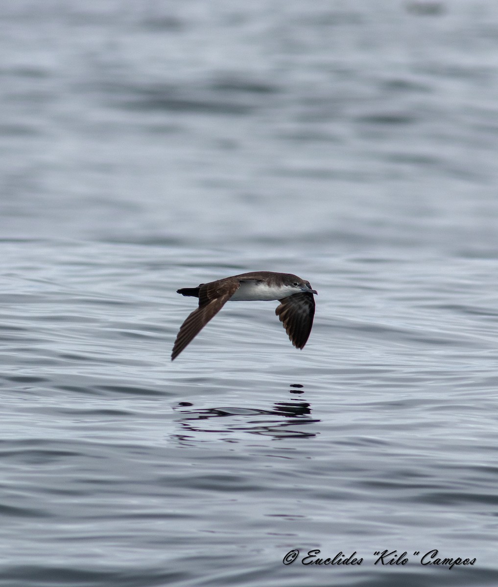 Galapagos Shearwater - ML620319033