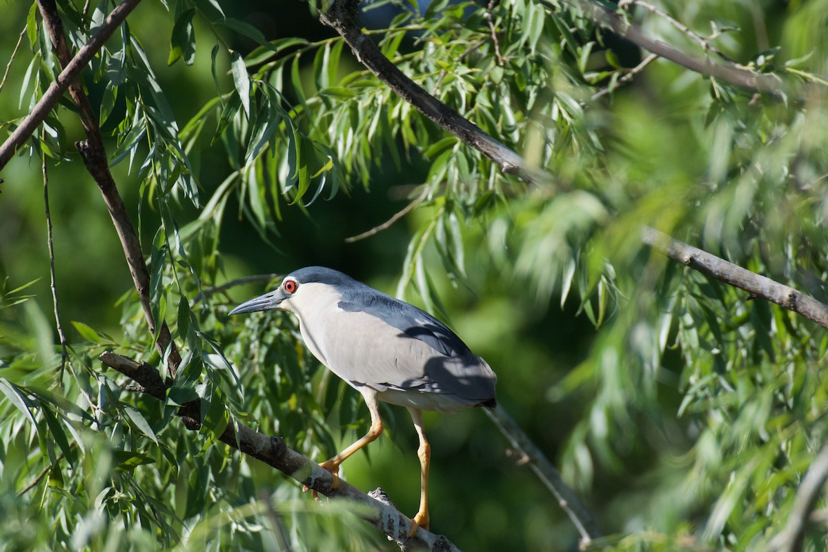 Black-crowned Night Heron - ML620319045