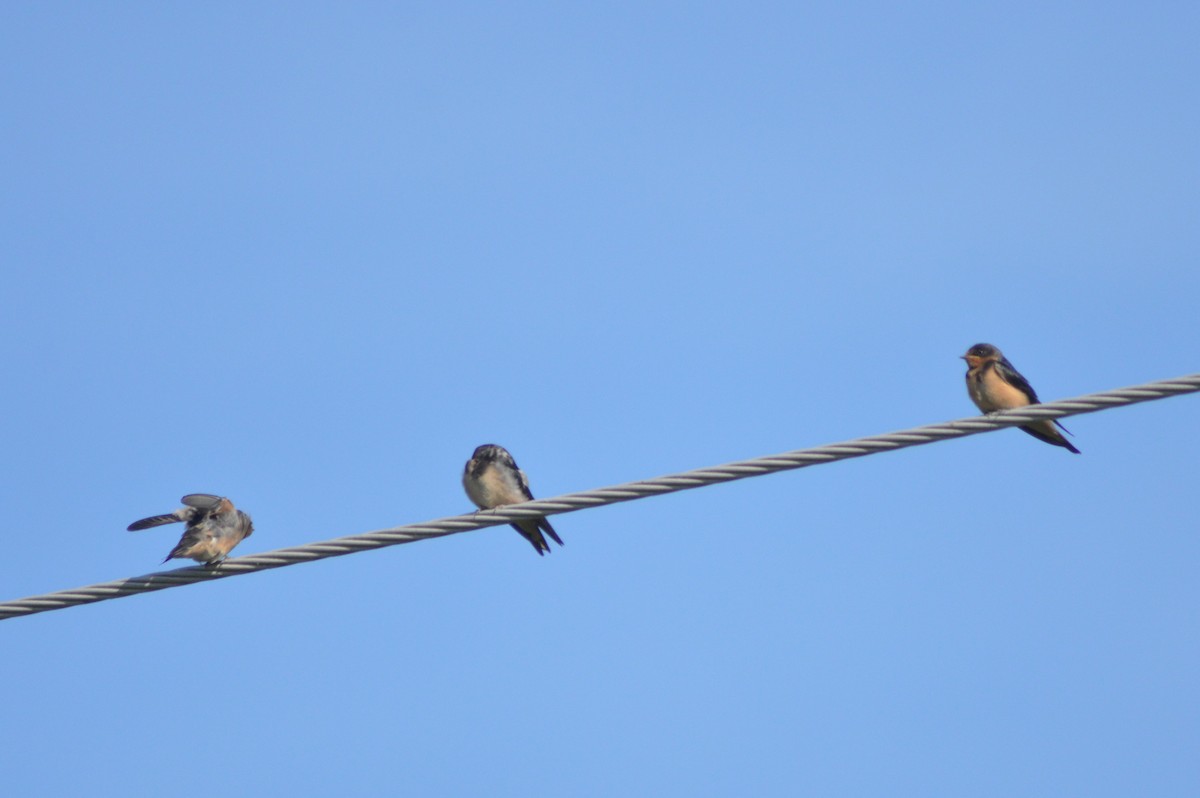 Barn Swallow - ML620319056