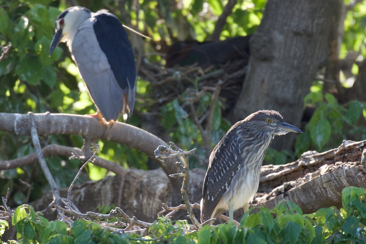 Black-crowned Night Heron - ML620319064