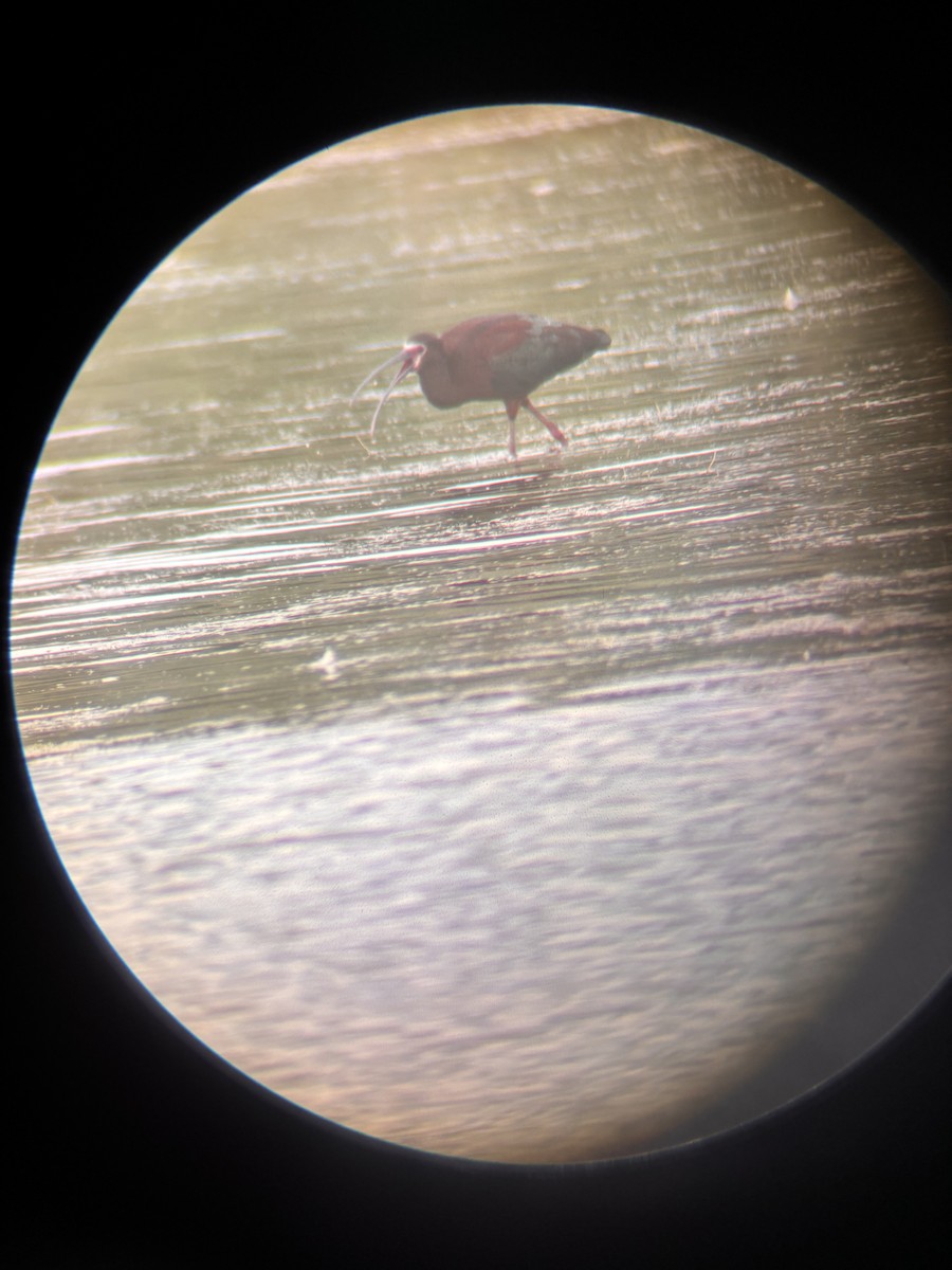 White-faced Ibis - ML620319069