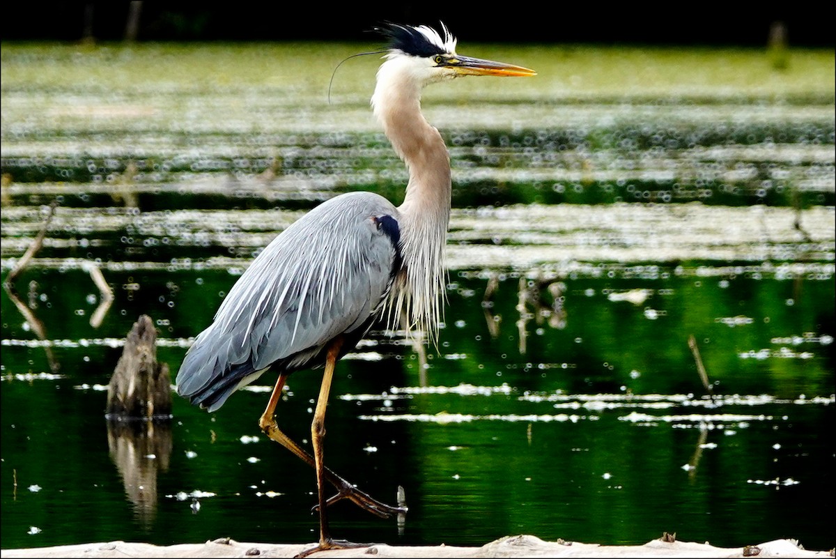 Great Blue Heron - ML620319079