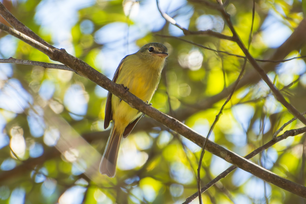 Yellow-olive Flatbill - ML620319099