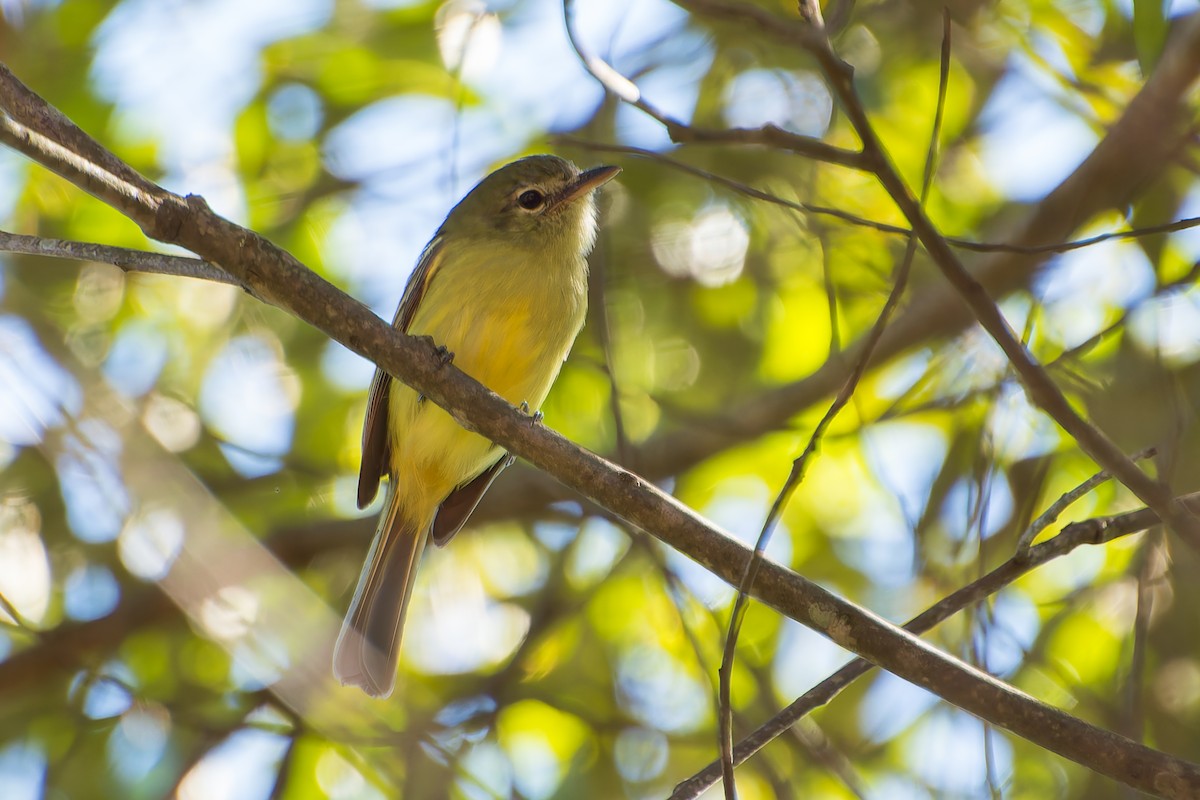 Yellow-olive Flatbill - ML620319100