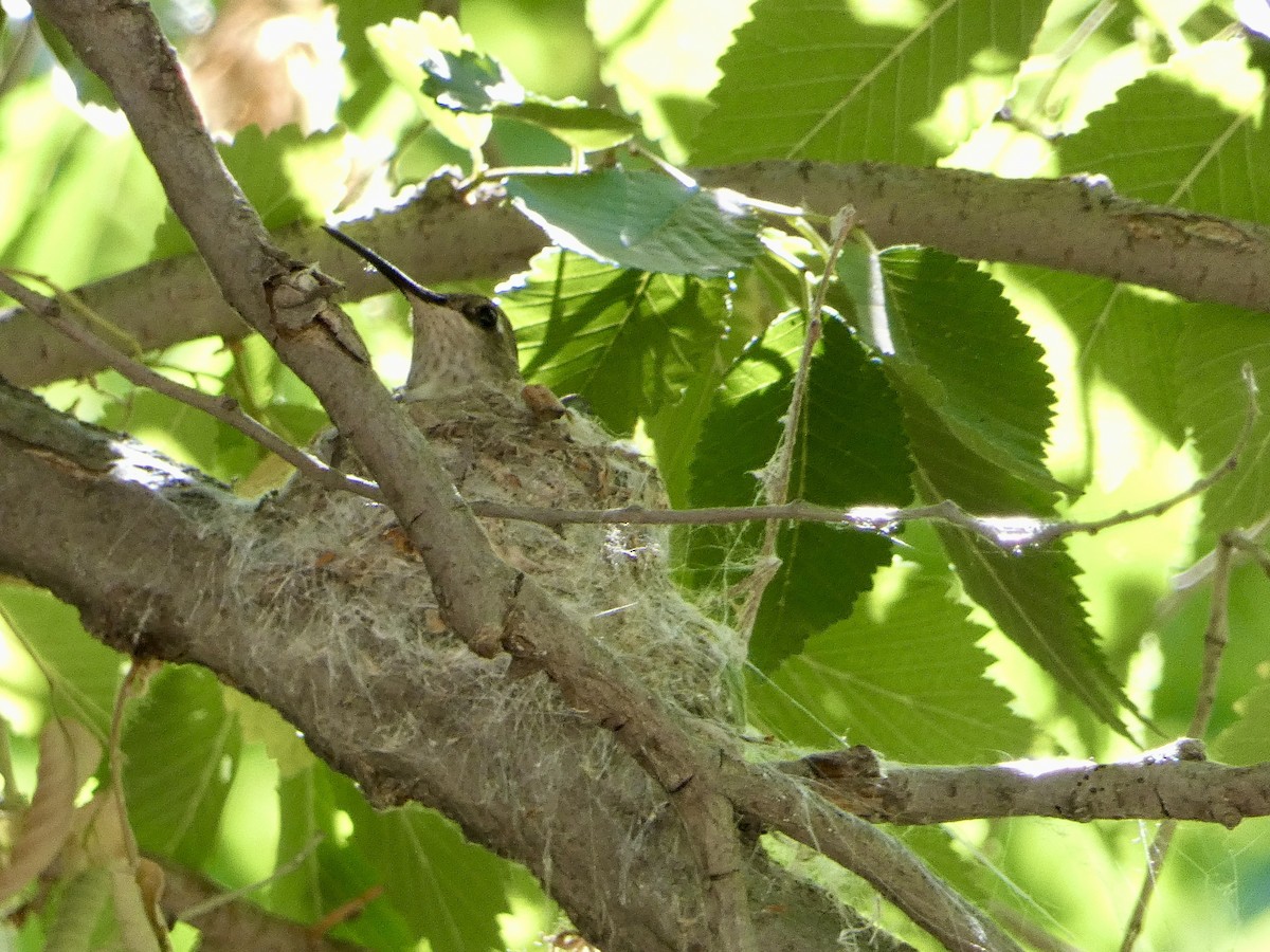 Black-chinned Hummingbird - ML620319104