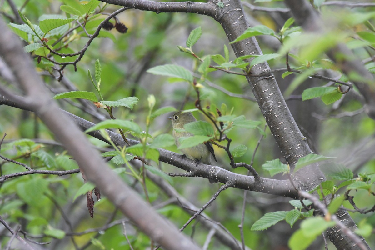 Yellow-bellied Flycatcher - ML620319106