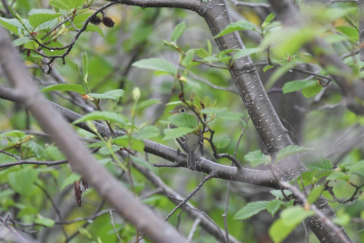 Yellow-bellied Flycatcher - ML620319107