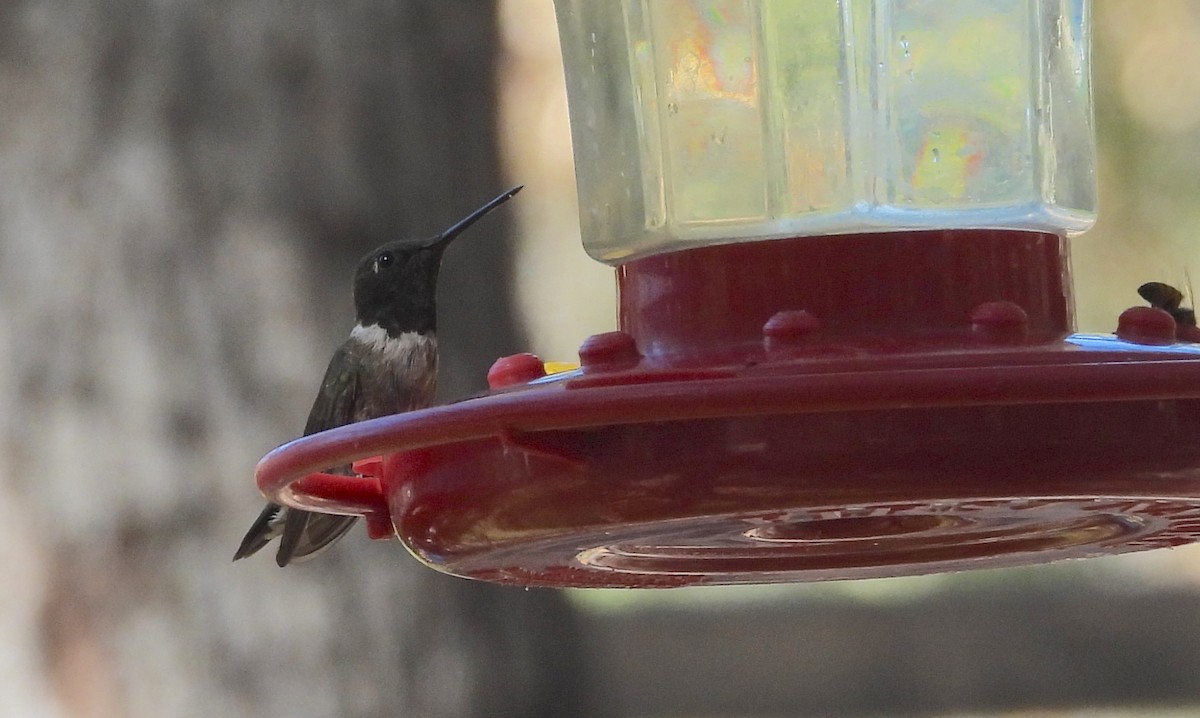 Colibrí Gorjinegro - ML620319109