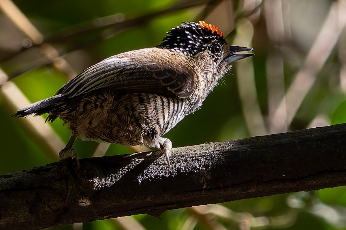 White-barred Piculet - ML620319113