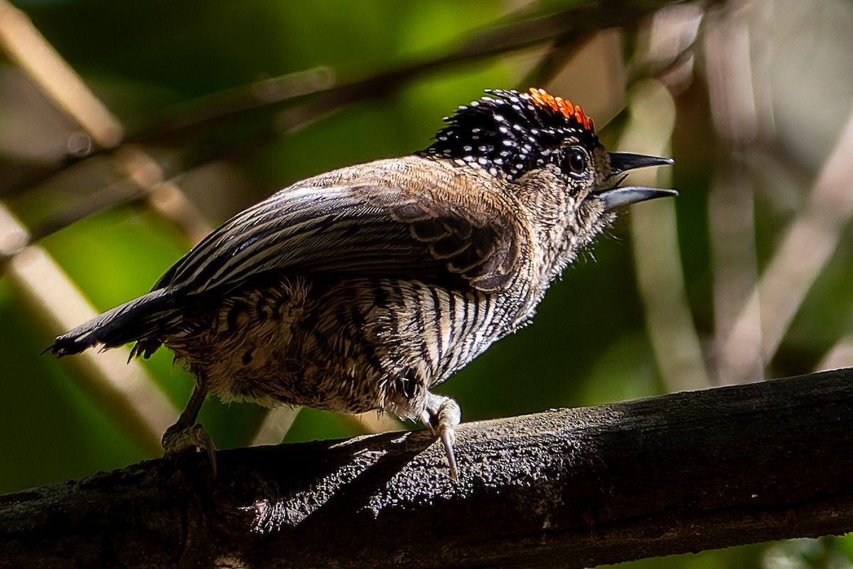 White-barred Piculet - ML620319116