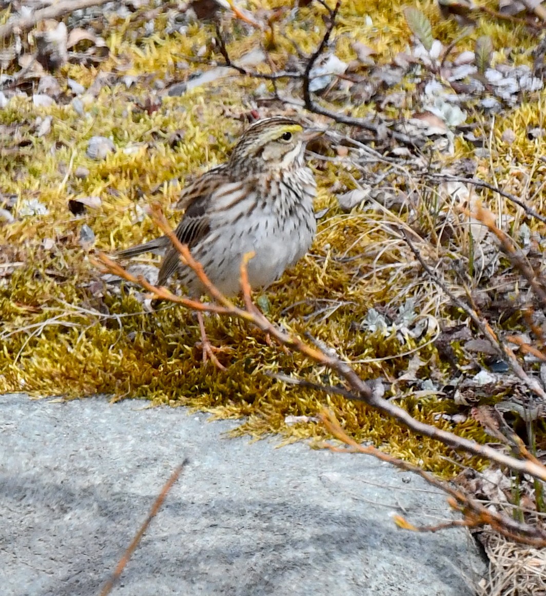 Savannah Sparrow - ML620319117