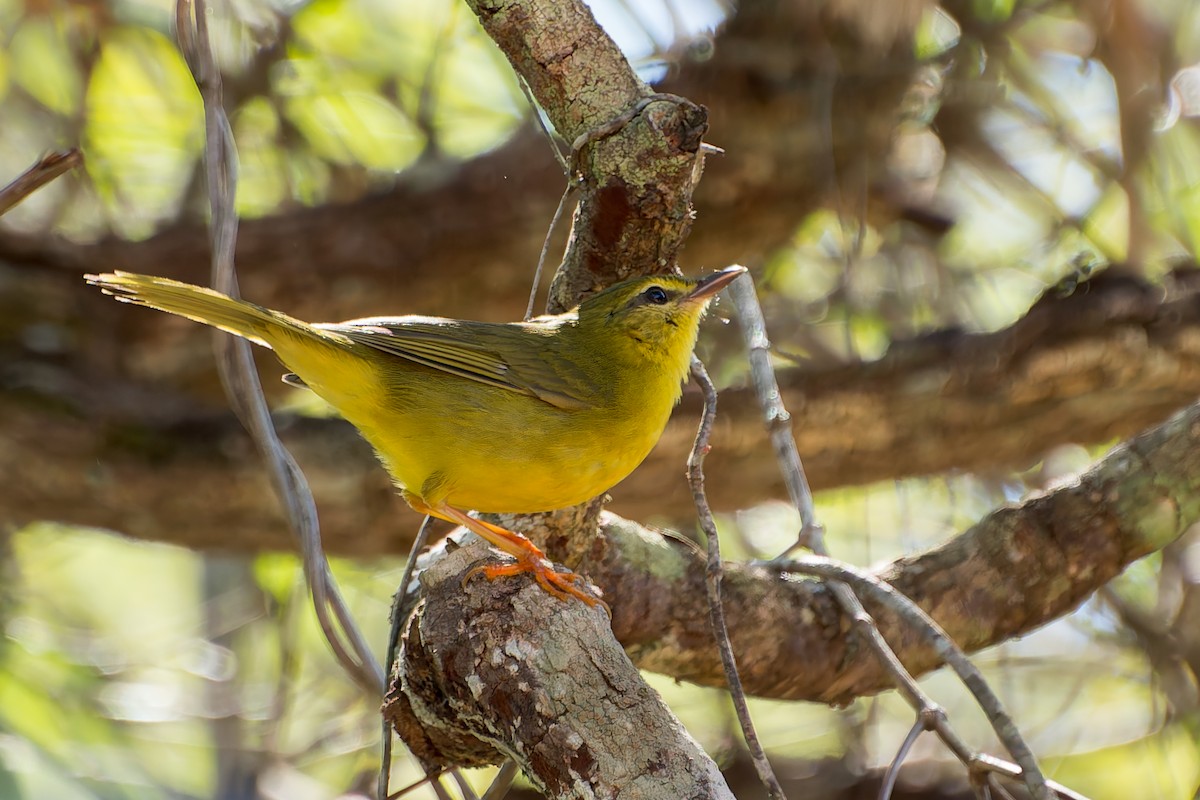 Flavescent Warbler - Marcelo  Telles