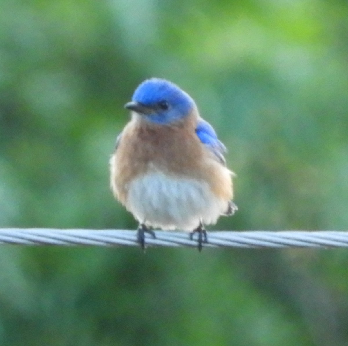 Eastern Bluebird - ML620319120