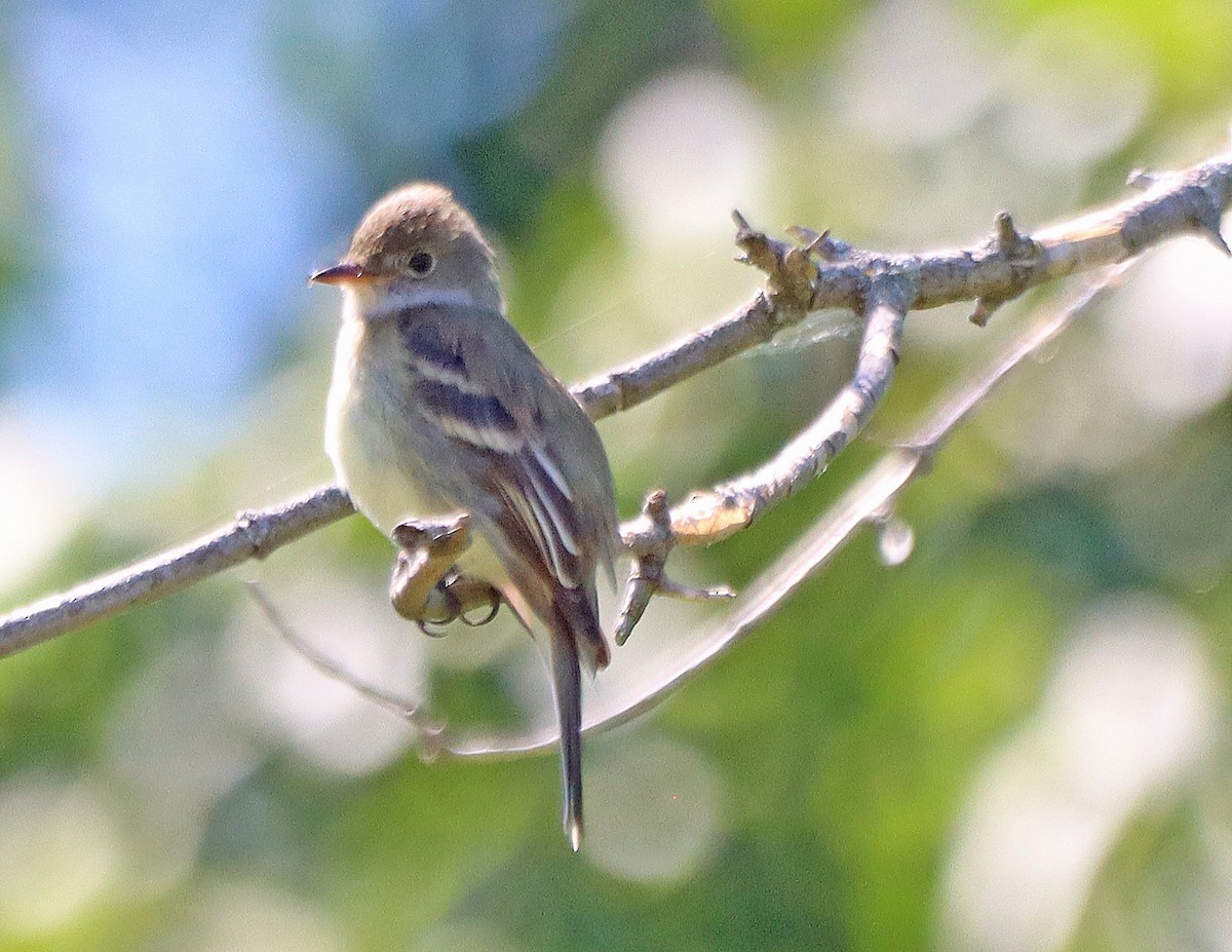 Least Flycatcher - ML620319121