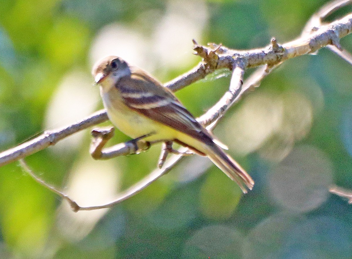 Least Flycatcher - ML620319122