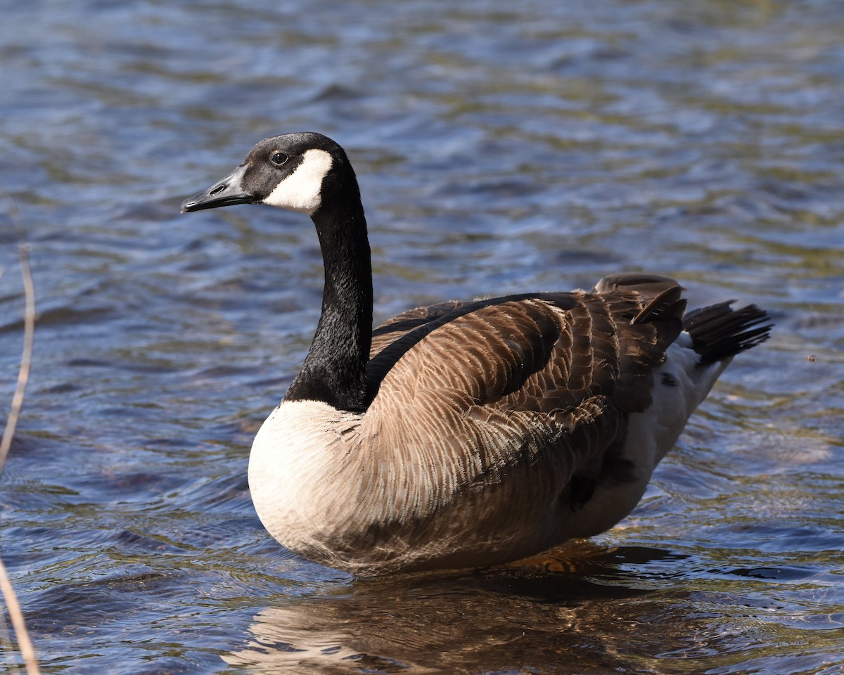 Canada Goose - ML620319125