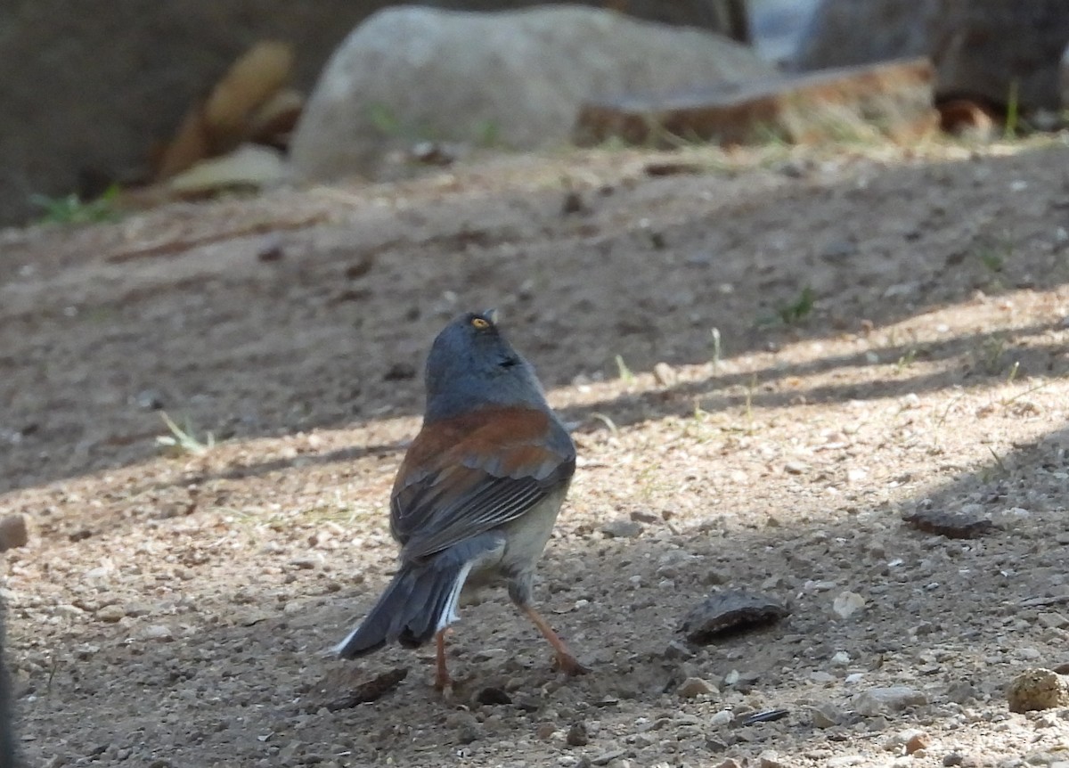 Yellow-eyed Junco - ML620319126