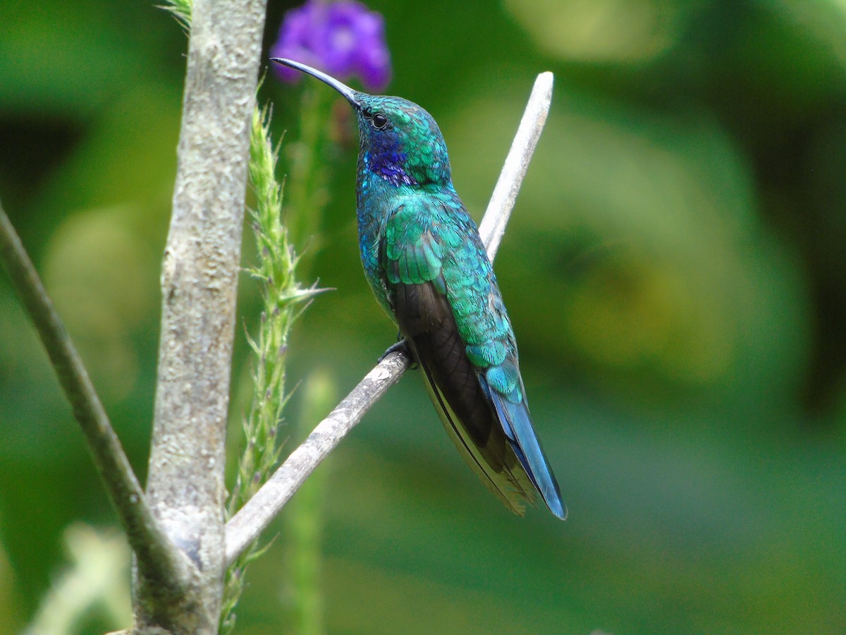 kolibřík modrouchý - ML620319127