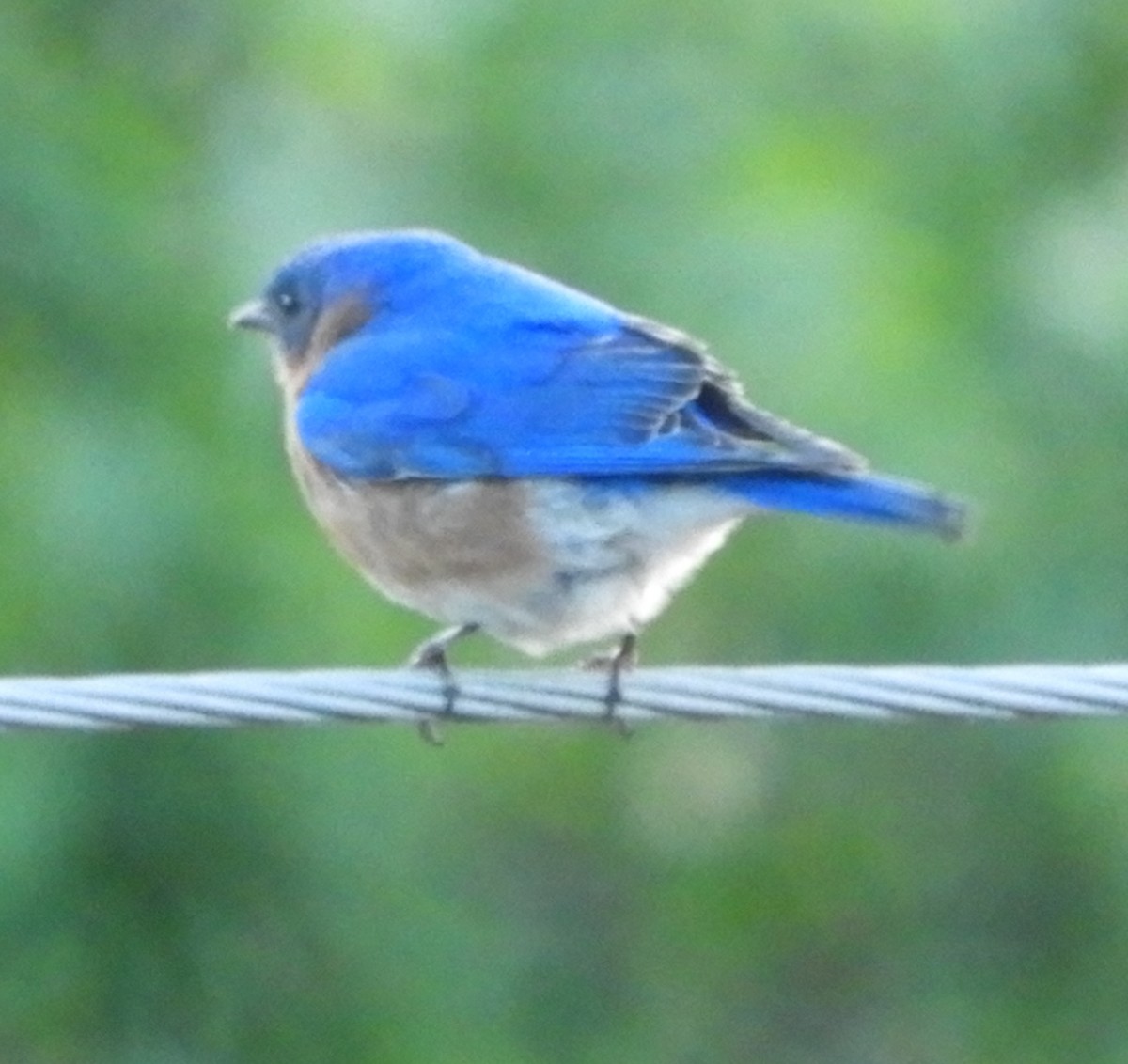 Eastern Bluebird - ML620319131