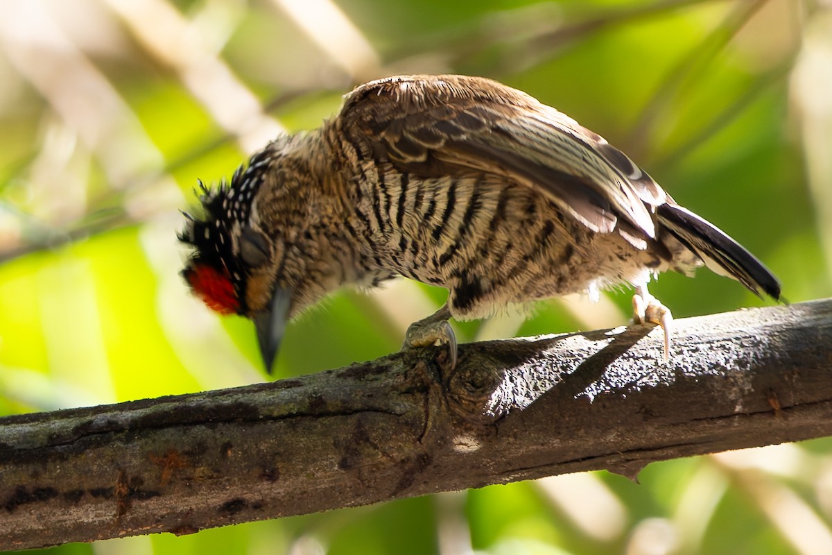 White-barred Piculet - ML620319132