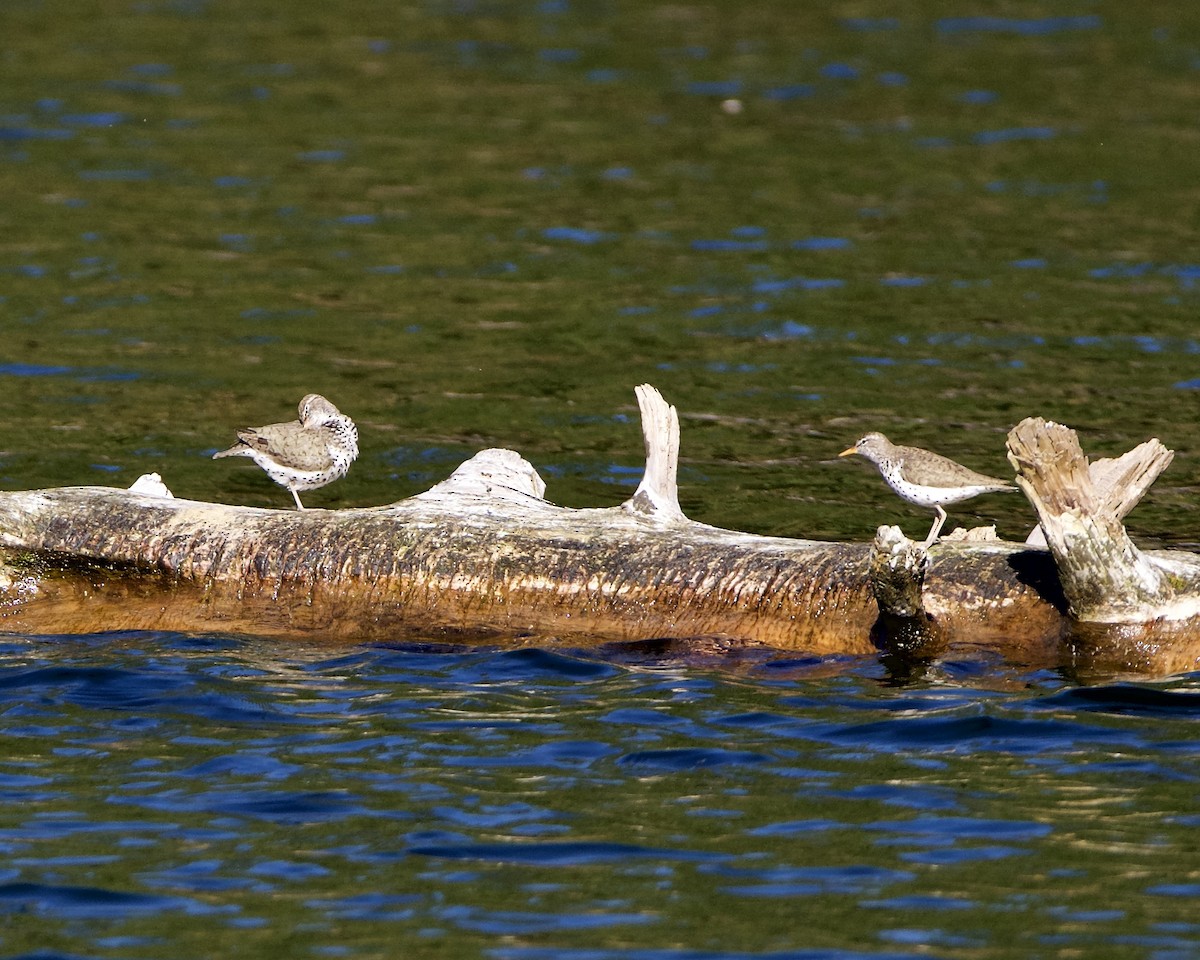 Spotted Sandpiper - ML620319134