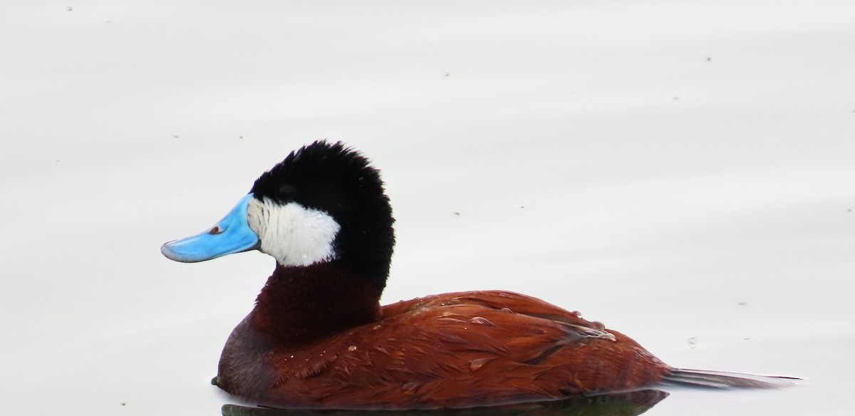 Ruddy Duck - ML620319135