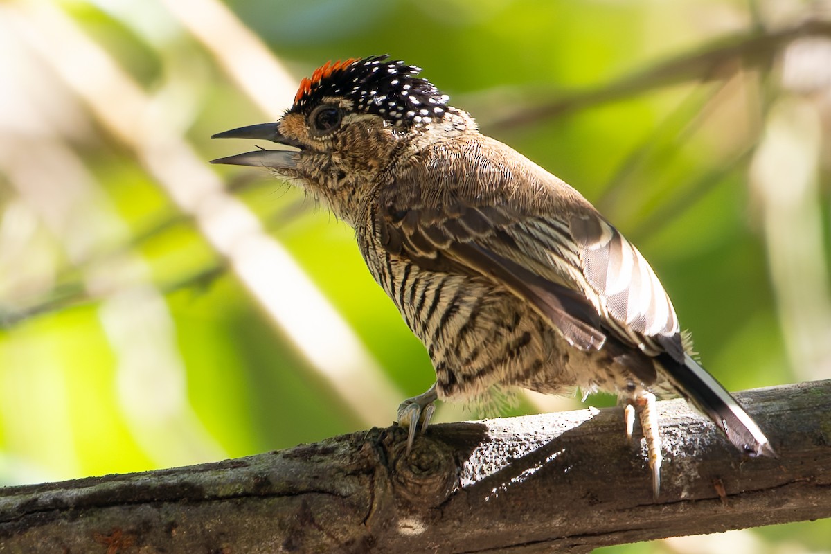 White-barred Piculet - ML620319136